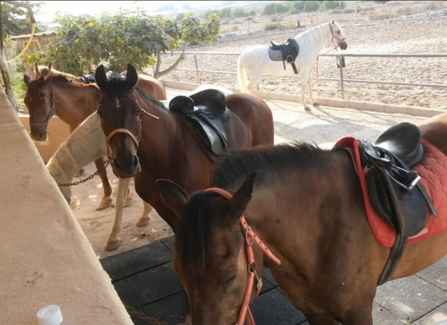 Caballos del centro de equitacion alicantino